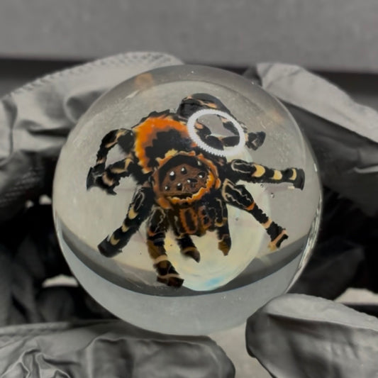 Stephen Boehme X Robert Koch Spider Skull Marble 2.36" #413