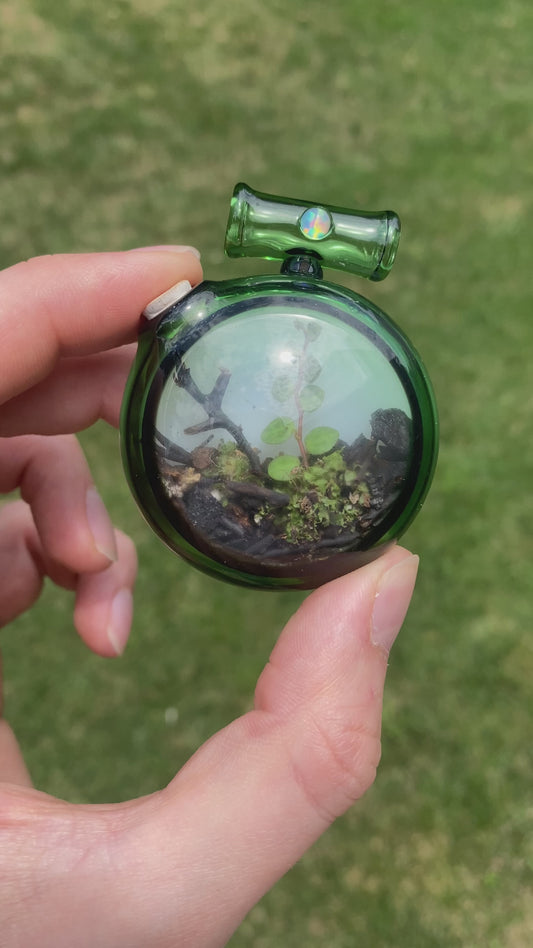 Devin Mense ‘Microcosm Glass’ Terrarium Pendant